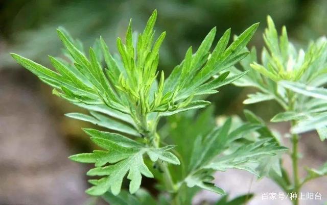 养生生活从栽种一棵艾草开始，实用之处太多了！
