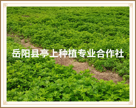 岳阳县亭上种植专业合作社
